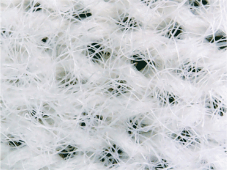 ������􂢌�̎ʐ^